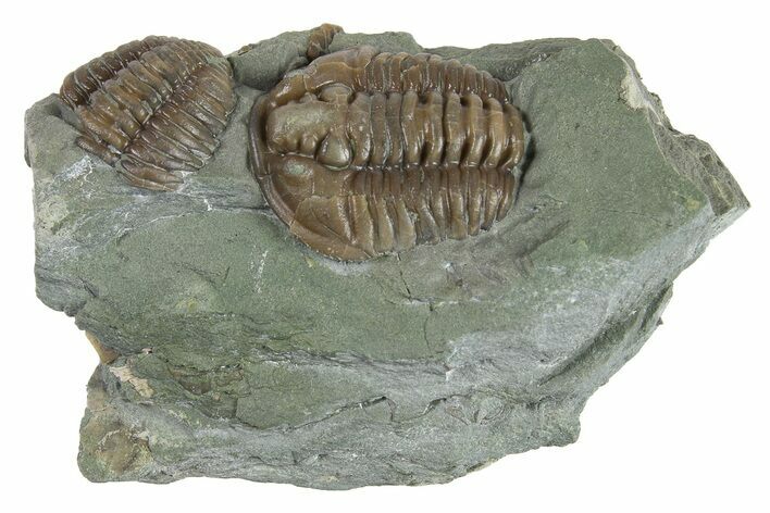 Long Flexicalymene Trilobite - Indiana #294943